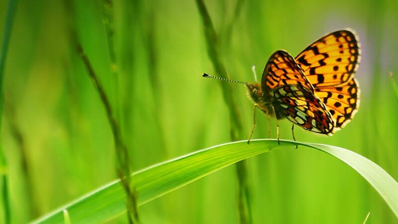 Orange Butterfly on Leaf — Green, Serene, Morning