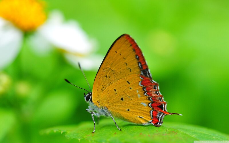 Orange Butterfly on Leaf — Green, Serene