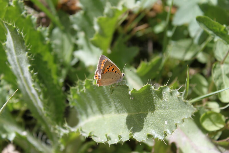 Orange Butterfly on Leaf — Green