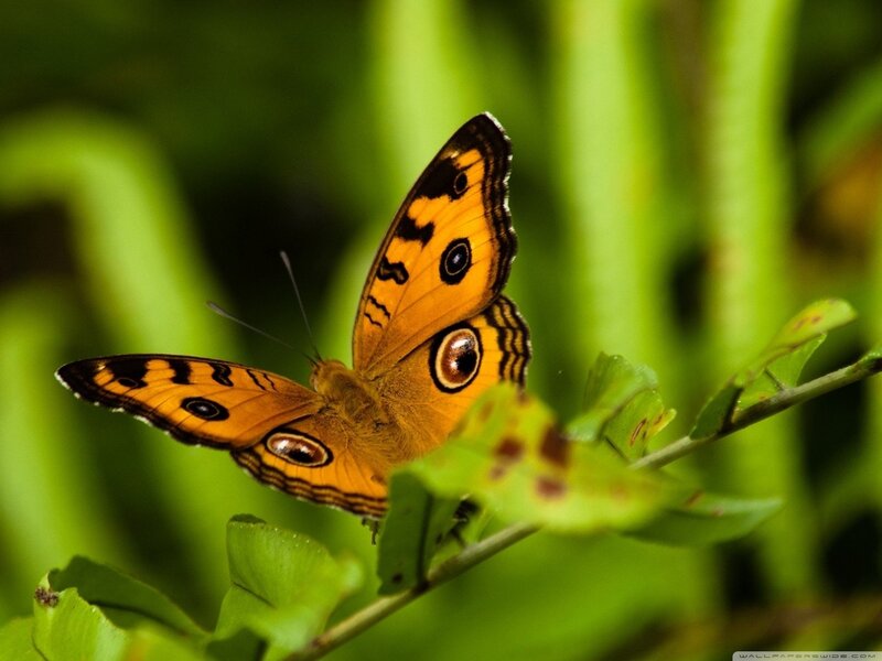 Orange Butterfly on Leaf — Natural, Afternoon, Photograph, Plant, Greenery, Green