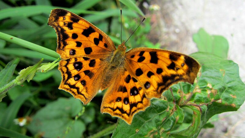 Orange Butterfly on Leaf — Natural, Afternoon, Photograph, Plant, Greenery