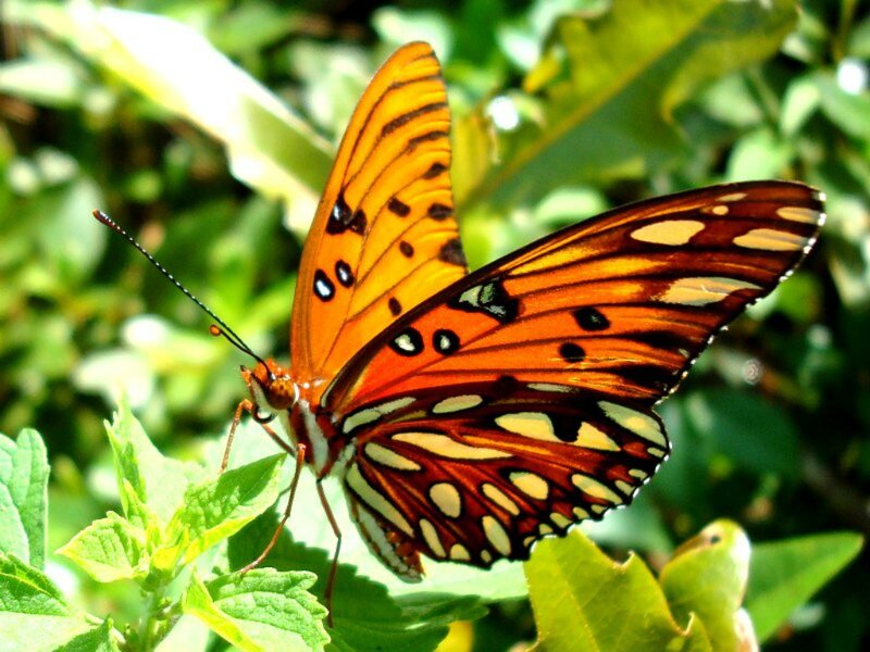 Orange Butterfly on Leaf — Natural, Afternoon, Photograph, Plant, Sunlight