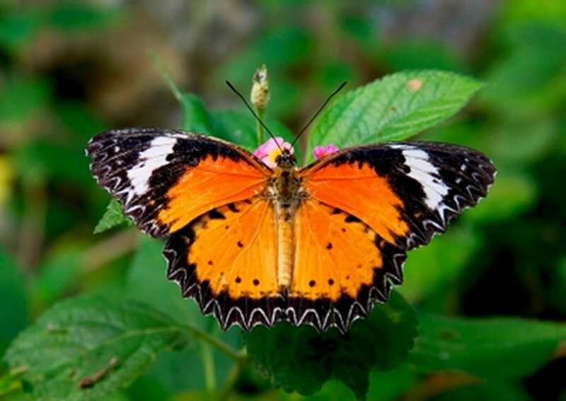 Orange Butterfly on Leaf — Natural, Afternoon, Photograph