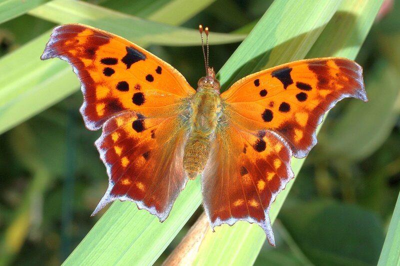 Orange Butterfly on Leaf — Natural, Afternoon