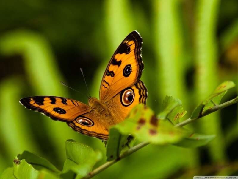 Orange Butterfly on Leaf — Natural, Photograph