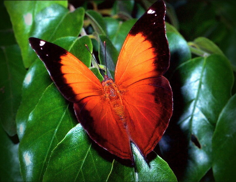 Orange Butterfly on Leaf — Natural