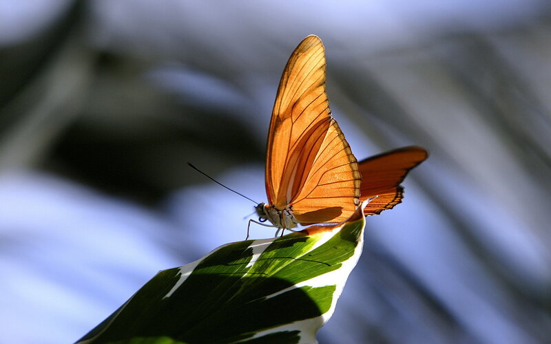 Orange Butterfly on Leaf — Serene, Afternoon