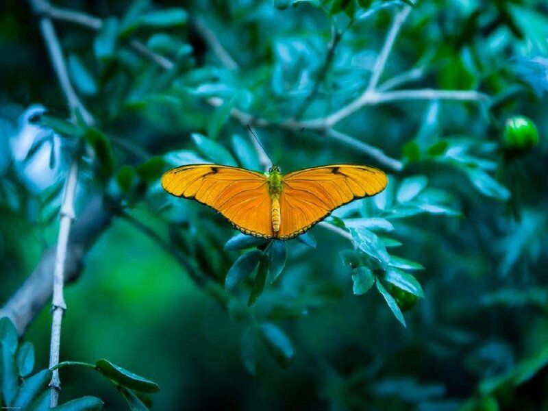 Orange Butterfly on Leaf — Serene, Photograph