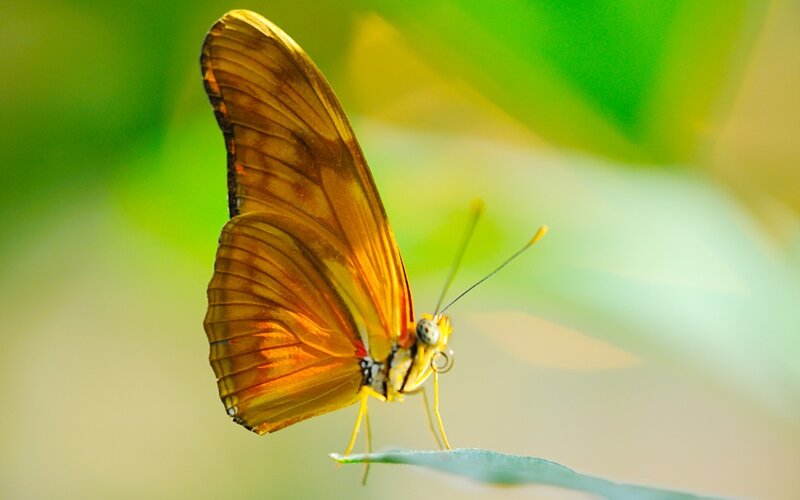 Orange butterfly on leaf
