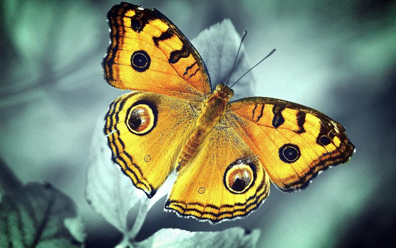 Orange Butterfly on Leaf — Yellow