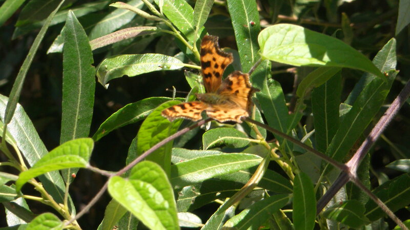Orange Butterfly on Leaves — Green, Natural