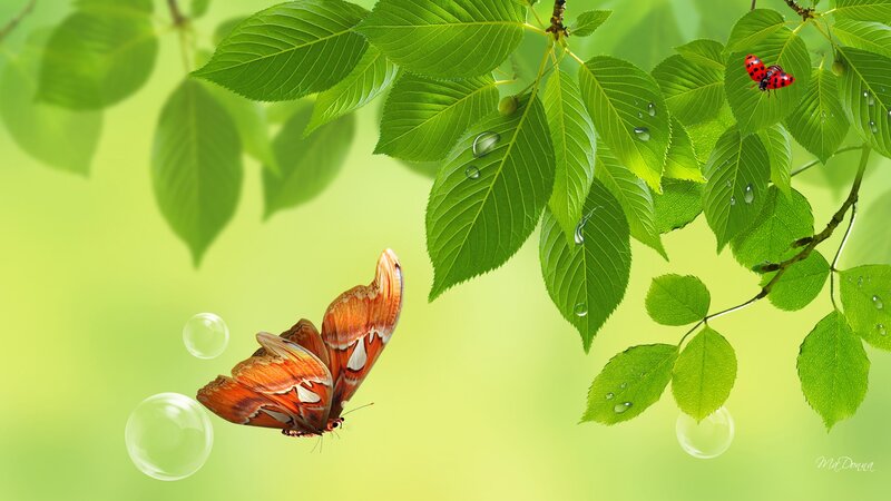 Orange Butterfly on Leaves — Green