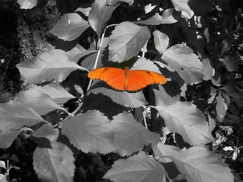 Orange Butterfly on Leaves
