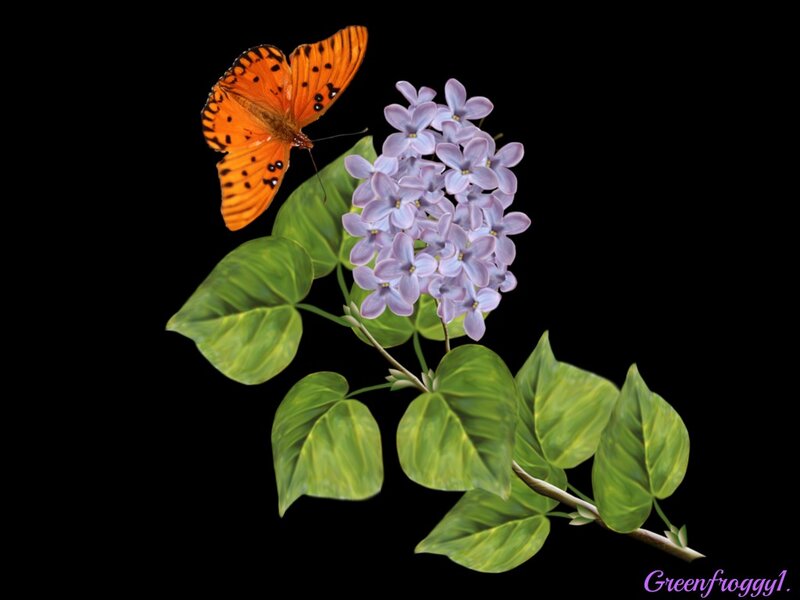 Orange Butterfly on Lilac — Black