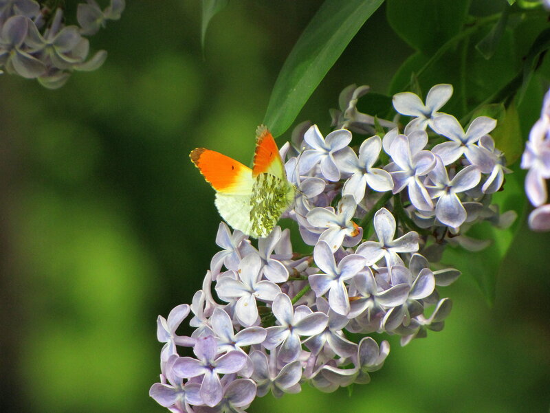 Orange Butterfly on Lilac