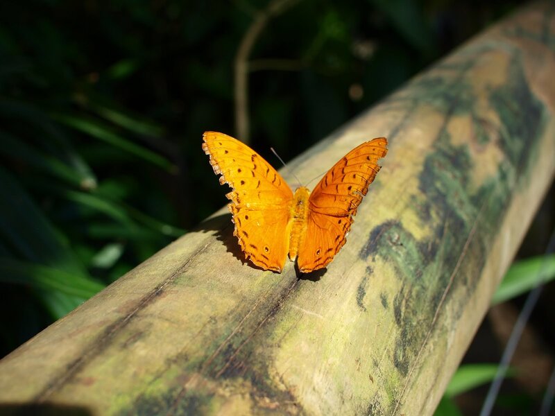 Orange Butterfly on Log — Calm