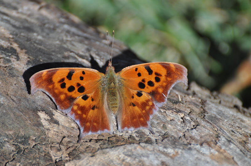 Orange Butterfly on Log