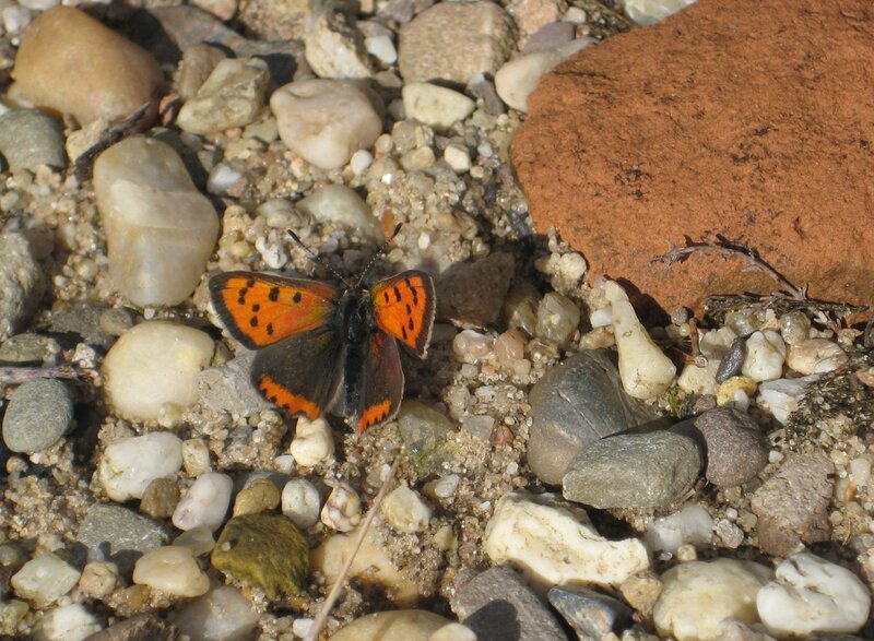 Orange Butterfly on Pebbles
