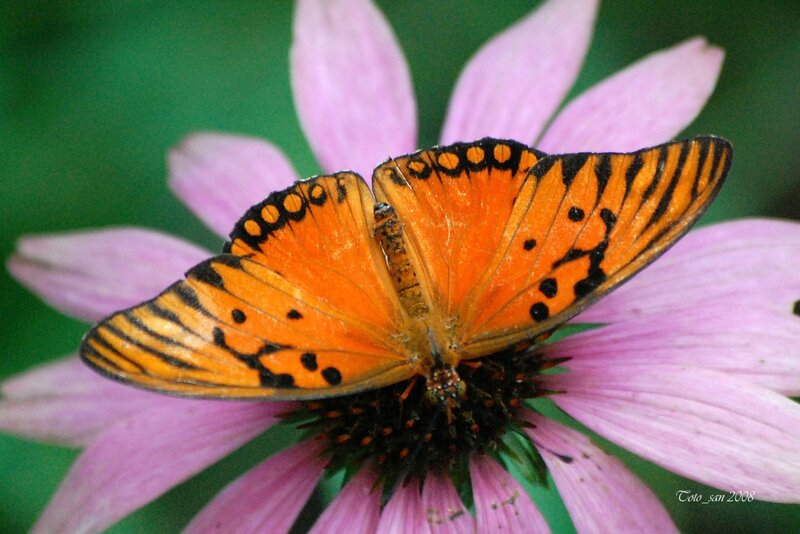 Orange butterfly on pink flower