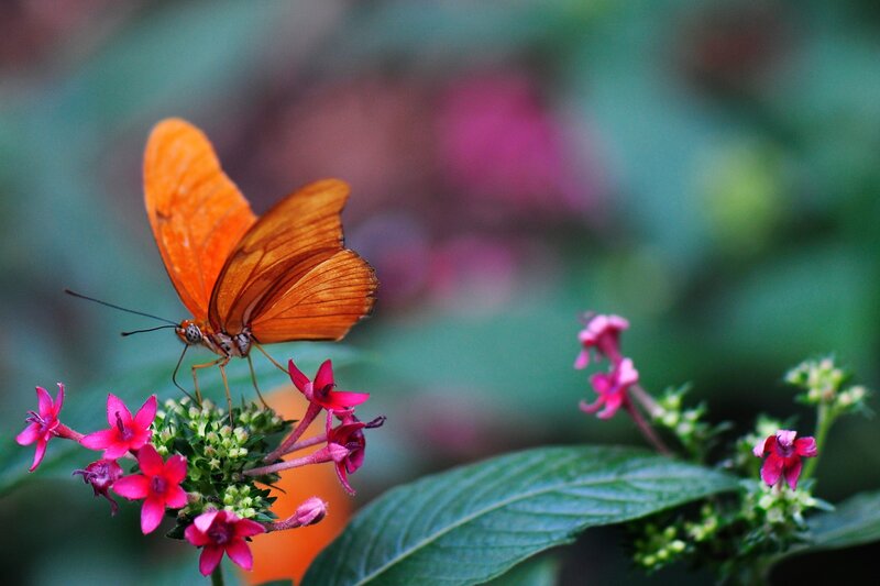 orange butterfly on pink flowers
