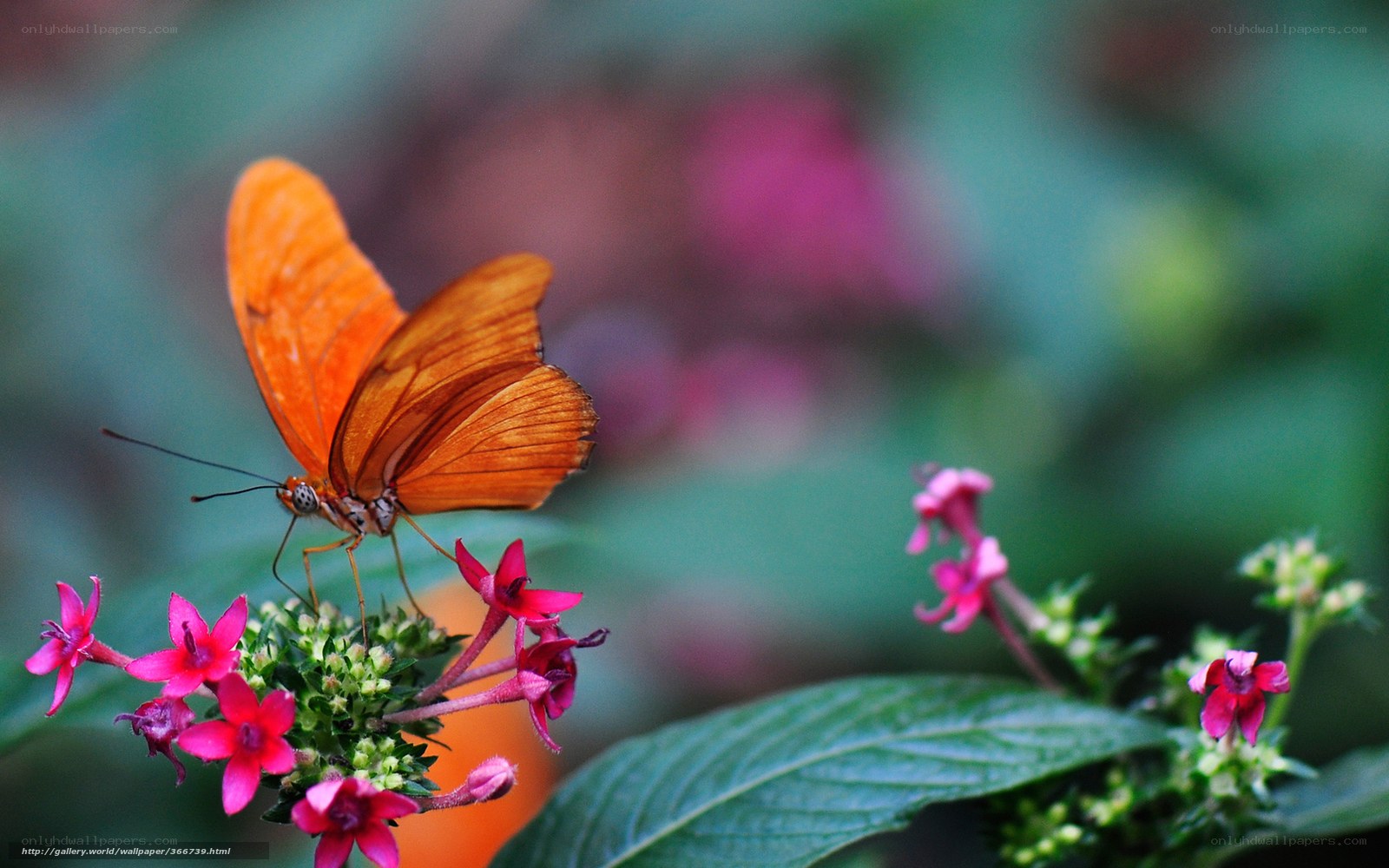 Orange butterfly on pink flowers