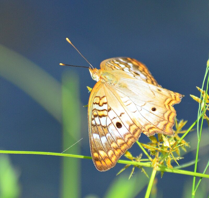 Orange Butterfly on Plant — Brown