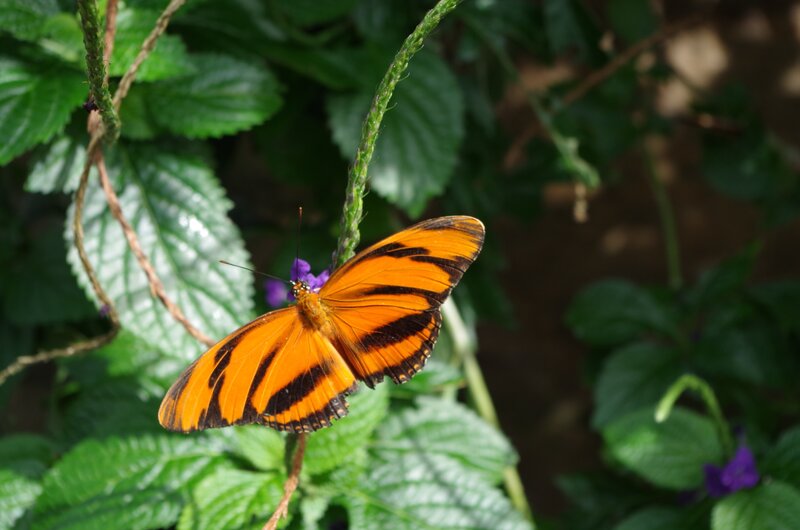 Orange Butterfly on Plant — Calm, Afternoon