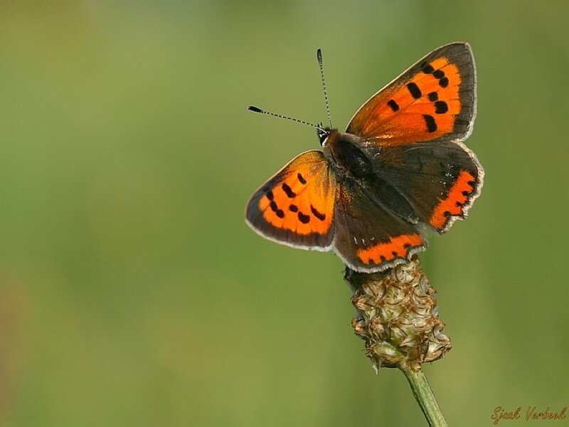 Orange Butterfly on Plant — Calm