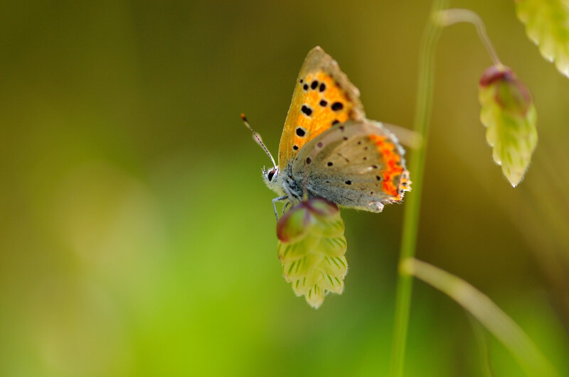 Orange Butterfly on Plant — Green, Serene