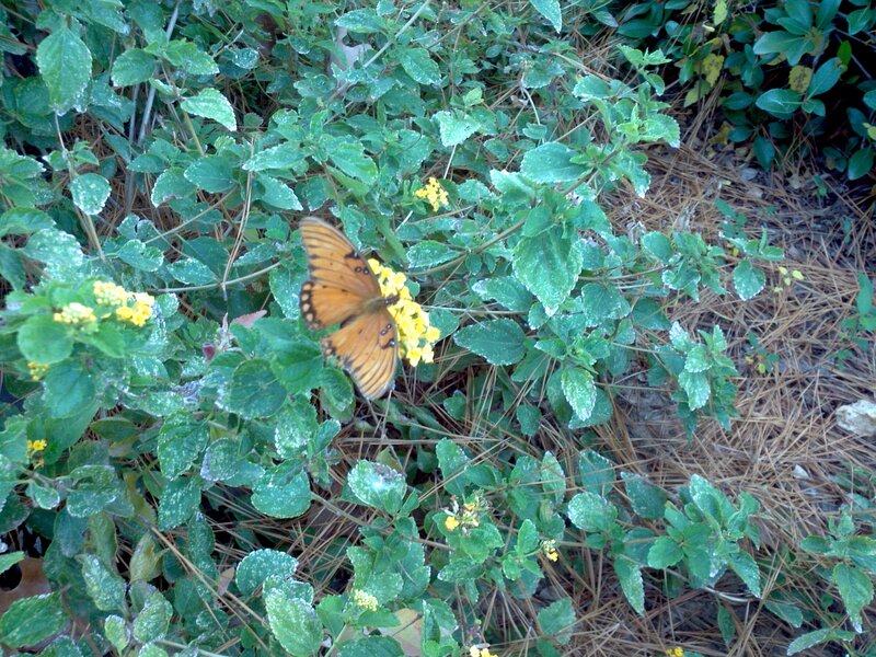 Orange Butterfly on Plant — Green