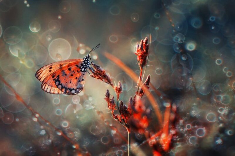Orange Butterfly on Plant — Serene
