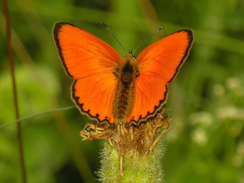 orange butterfly on plant