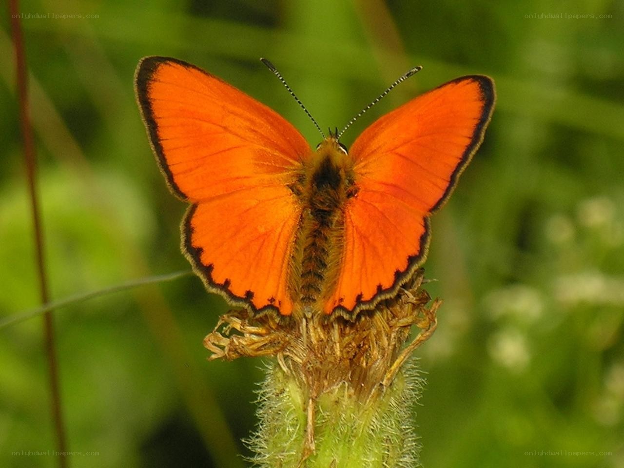 orange butterfly on plant