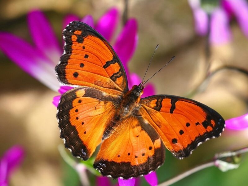 orange butterfly on purple flower