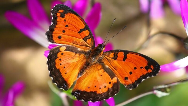 orange butterfly on purple flower