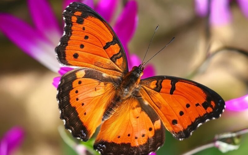 orange butterfly on purple flower