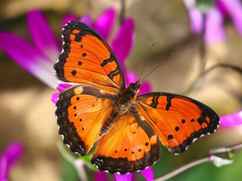 orange butterfly on purple flower