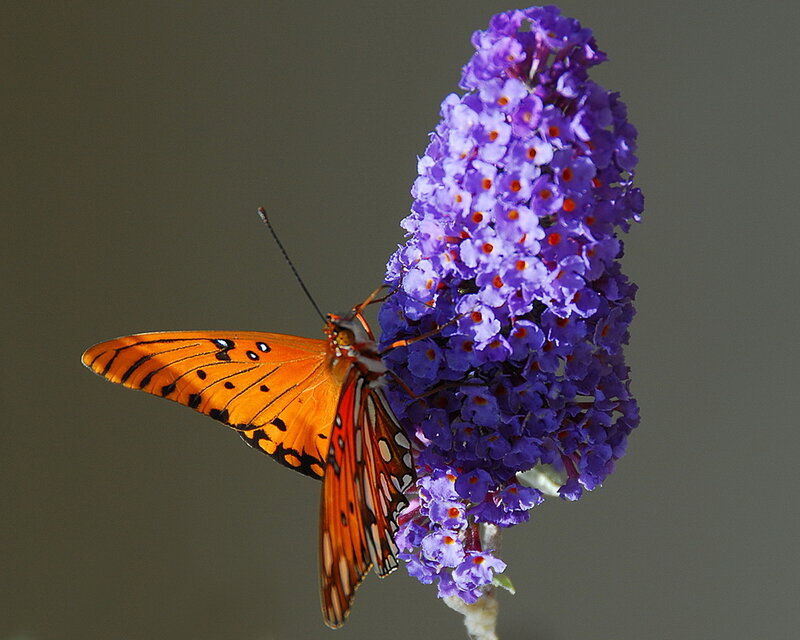 Orange Butterfly on Purple Flower — Calm
