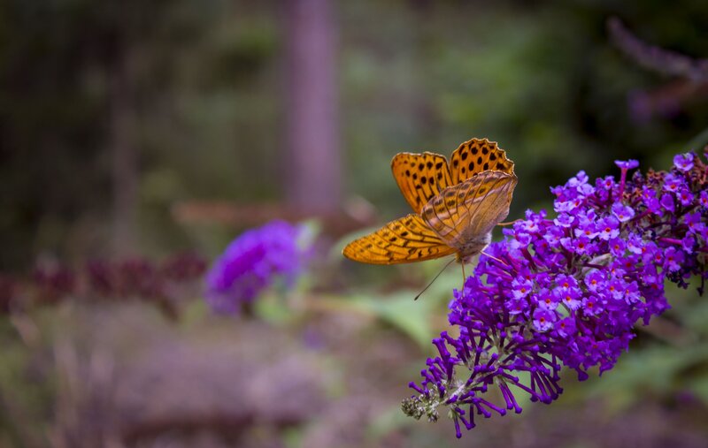 Orange Butterfly on Purple Flower — Serene