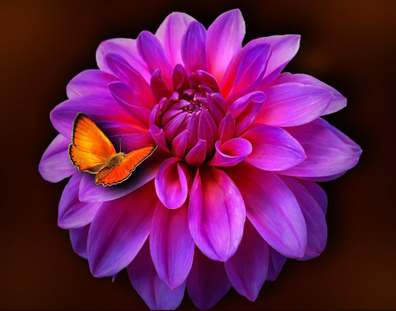 Orange Butterfly on Purple Flower — Vibrant