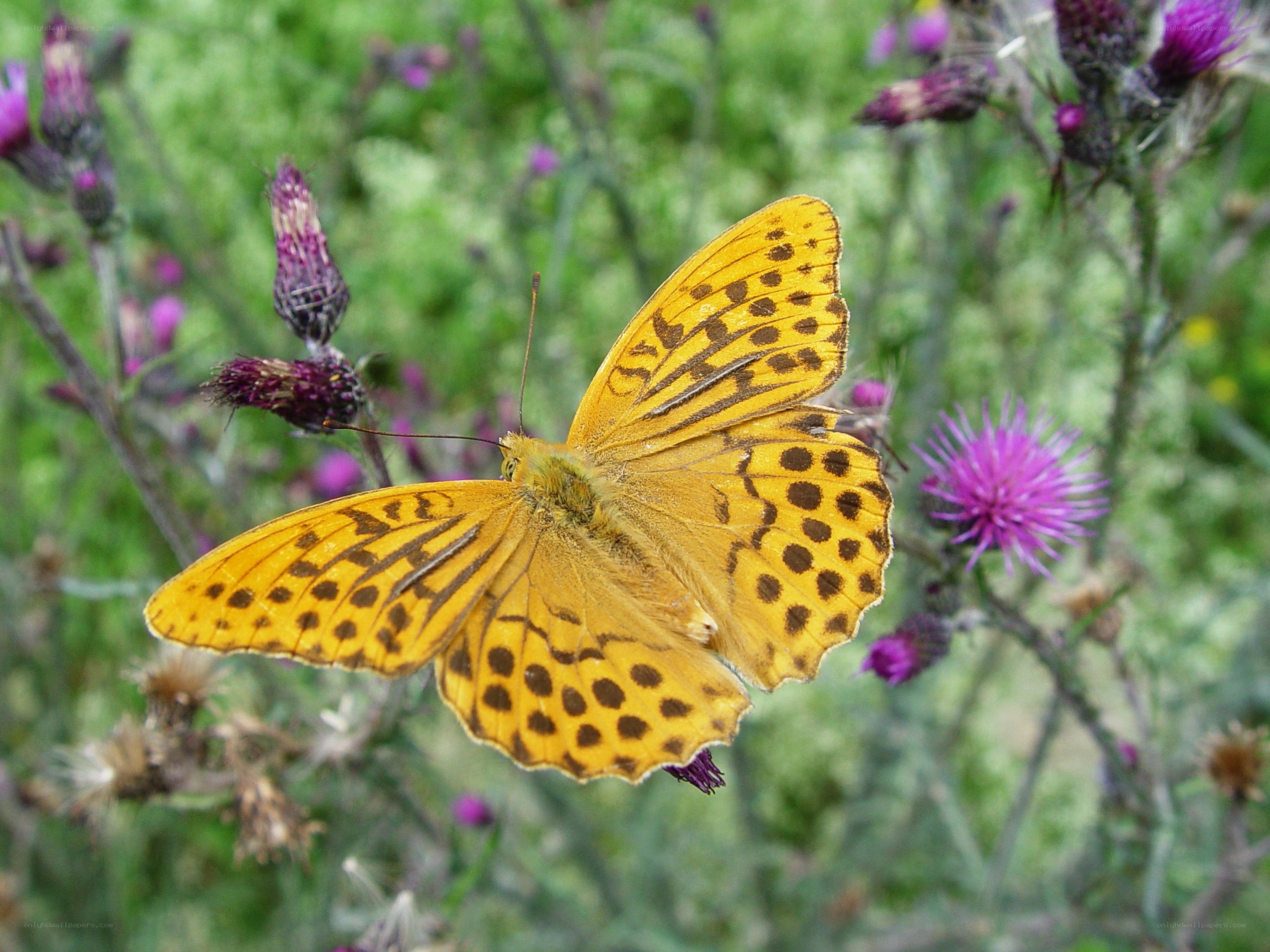 orange butterfly on purple flower