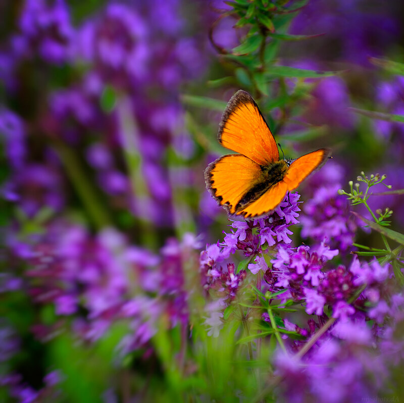 Orange Butterfly on Purple Flowers — Serene
