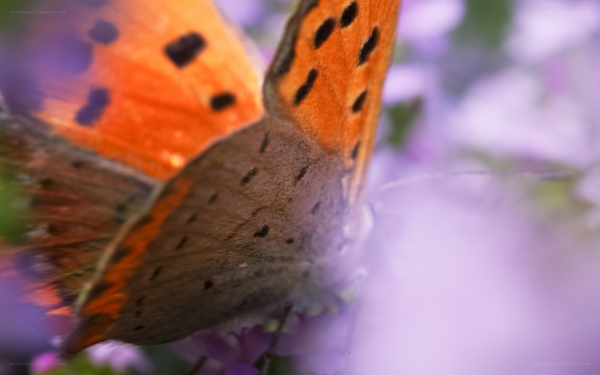 orange butterfly on purple flowers