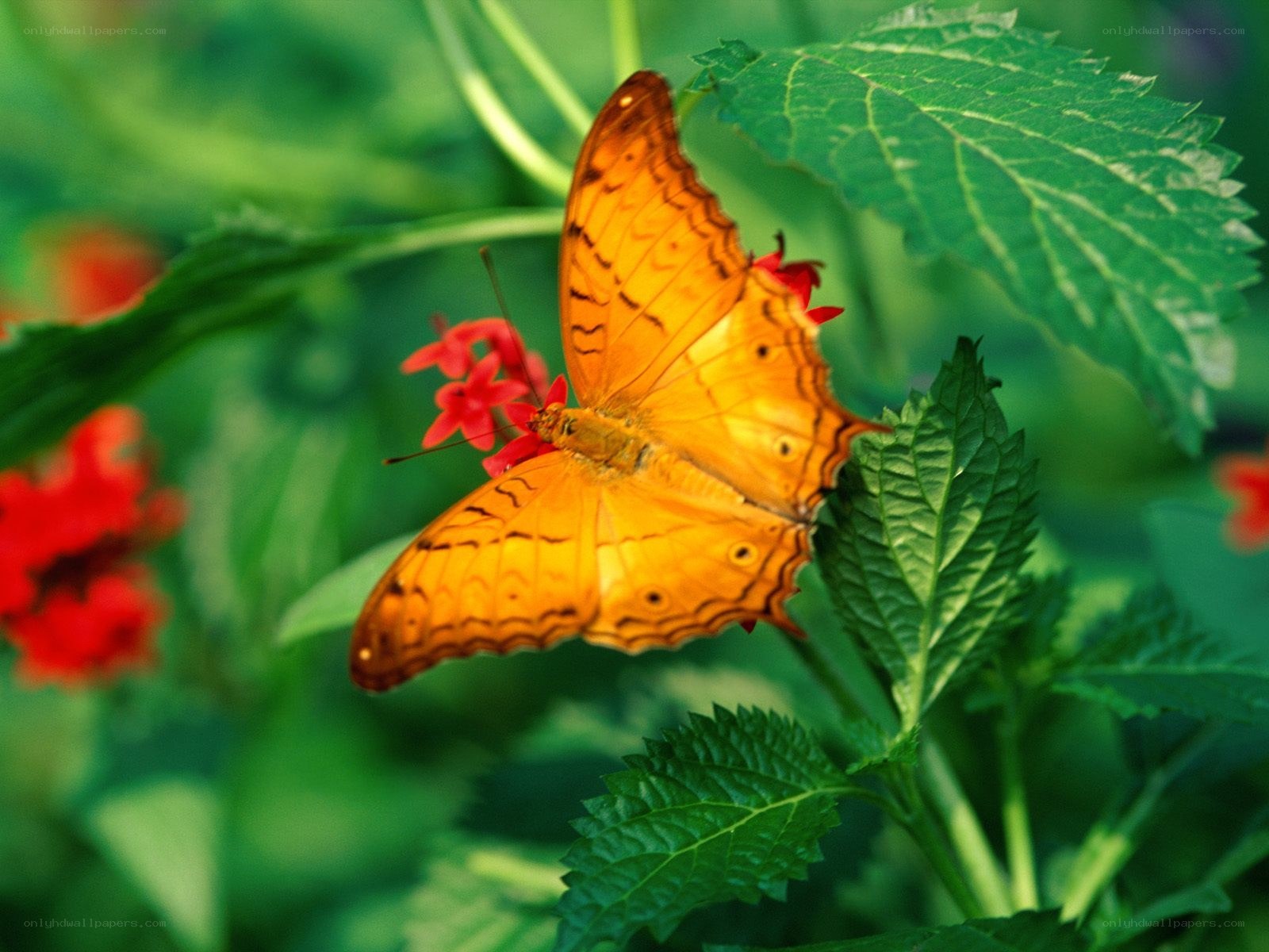 Orange butterfly on red flower