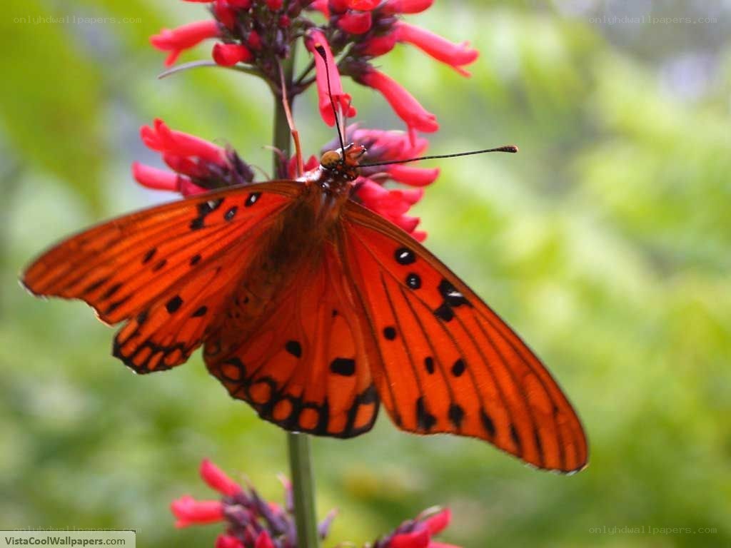 orange butterfly on red flower
