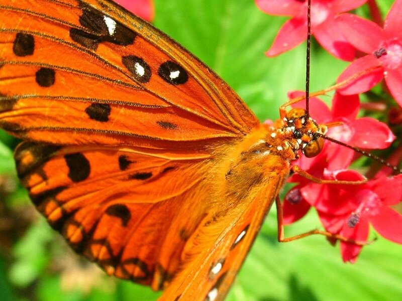 orange butterfly on red flower