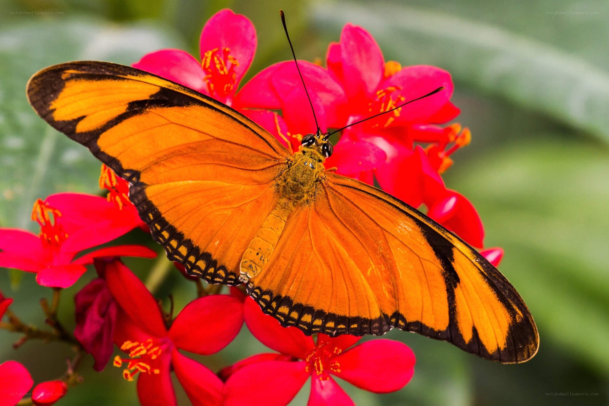 Orange butterfly on red flowers