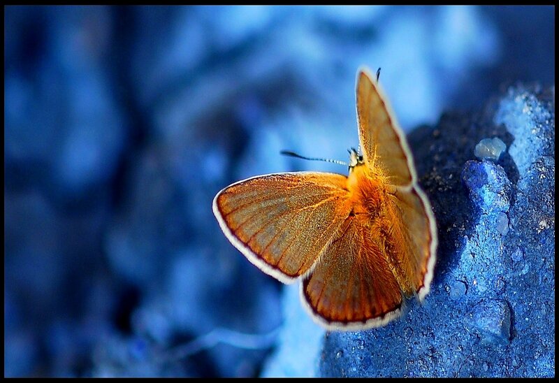 Orange Butterfly on Rock