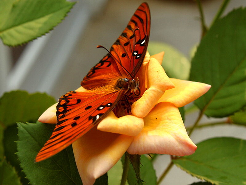 Orange Butterfly on Rose