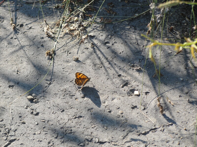 Orange Butterfly on Sand